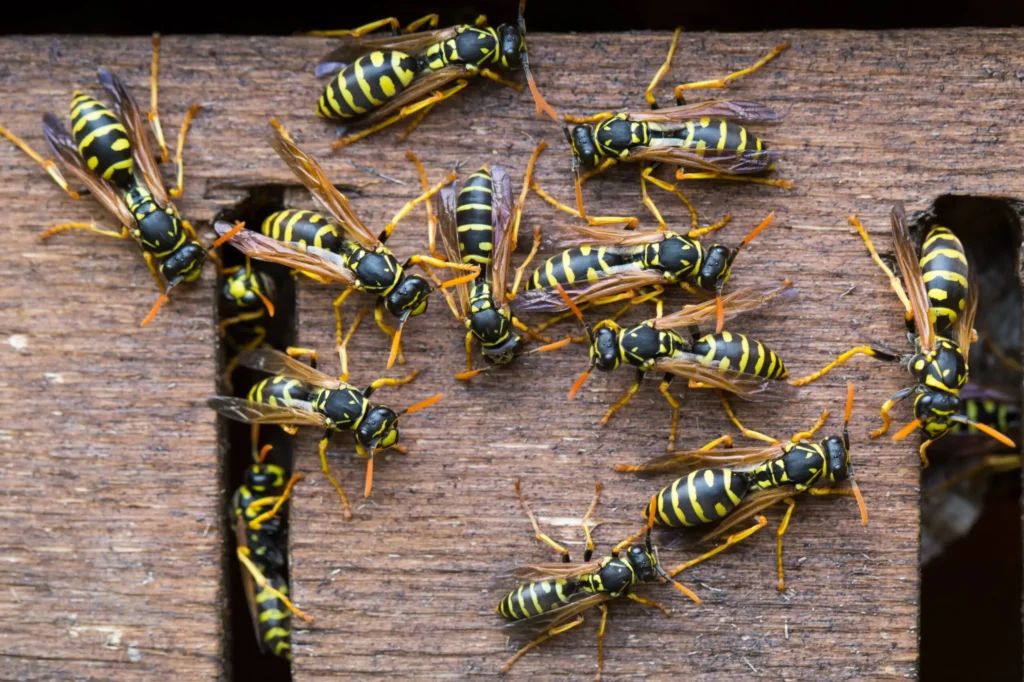 Pest control expert providing advice to a customer